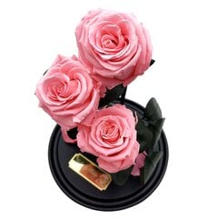 Roze stikla kolbā Trinity, Gaiši rozā (30 cm aug. / 19 cm plat.) + Kaste ar Wow-efektu цена и информация | Спящие стабилизированные розы, растения | 220.lv