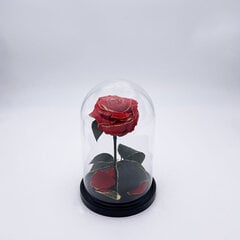 Роза в колбе S, Красная Gold (20 см выс. / 12,5 см шир.) цена и информация | Спящие стабилизированные розы, растения | 220.lv