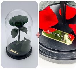 Roze stikla kolbā M, Zaļa (25 cm aug. / 15 cm plat.) + gravējums cena un informācija | Stabilizētās rozes, augi | 220.lv