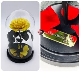 Роза в колбе M, Желтая (25 см выс. / 15 см шир.) + гравировка цена и информация | Спящие стабилизированные розы, растения | 220.lv