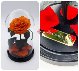 Роза в колбе M, Оранжевая (25 см выс. / 15 см шир.) + гравировка цена и информация | Спящие стабилизированные розы, растения | 220.lv