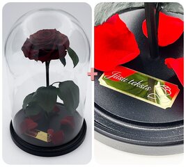 Roze stikla kolbā L, Bordo krāsā (30 cm aug. / 19 cm plat.) + gravējums cena un informācija | Stabilizētās rozes, augi | 220.lv