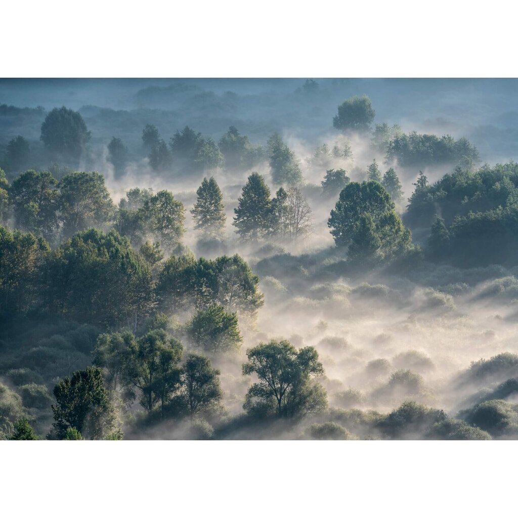 Fototapetes - Mežs miglā cena un informācija | Fototapetes | 220.lv