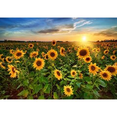 Fototapetes - Vakars starp saulespuķēm cena un informācija | Fototapetes | 220.lv