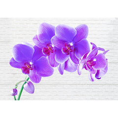 Фотообои завораживающие орхидеи цена и информация | Фотообои | 220.lv