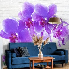 Fototapetes - Apburošas orhidejas cena un informācija | Fototapetes | 220.lv