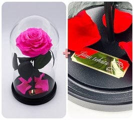 Roze stikla kolbā M, Spilgti rozā (25 cm aug. / 15 cm plat.) + gravējums cena un informācija | Stabilizētās rozes, augi | 220.lv