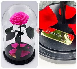 Roze stikla kolbā L, Spilgti rozā (30 cm aug. / 19 cm plat.) + gravējums cena un informācija | Stabilizētās rozes, augi | 220.lv
