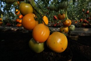 TOMĀTI OXHEART ORANGE cena un informācija | Dārzeņu, ogu sēklas | 220.lv