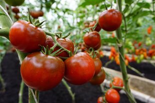 TOMĀTI BOMBONERA H cena un informācija | Dārzeņu, ogu sēklas | 220.lv