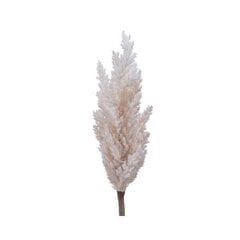 Декоративное растение Everlands Пампасная трава (Ø 9 x 90 см) цена и информация | цветочные соцветия 1 шт | 220.lv