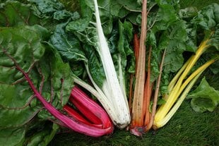 LAPU BIETES (MANGOLDI) BRIGHT LIGHTS цена и информация | Семена овощей, ягод | 220.lv