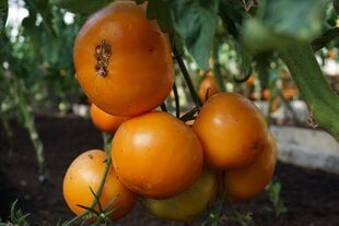 TOMĀTI JANTAR цена и информация | Семена овощей, ягод | 220.lv