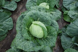 BALTIE GALVIŅKĀPOSTI PAREL H цена и информация | Семена овощей, ягод | 220.lv