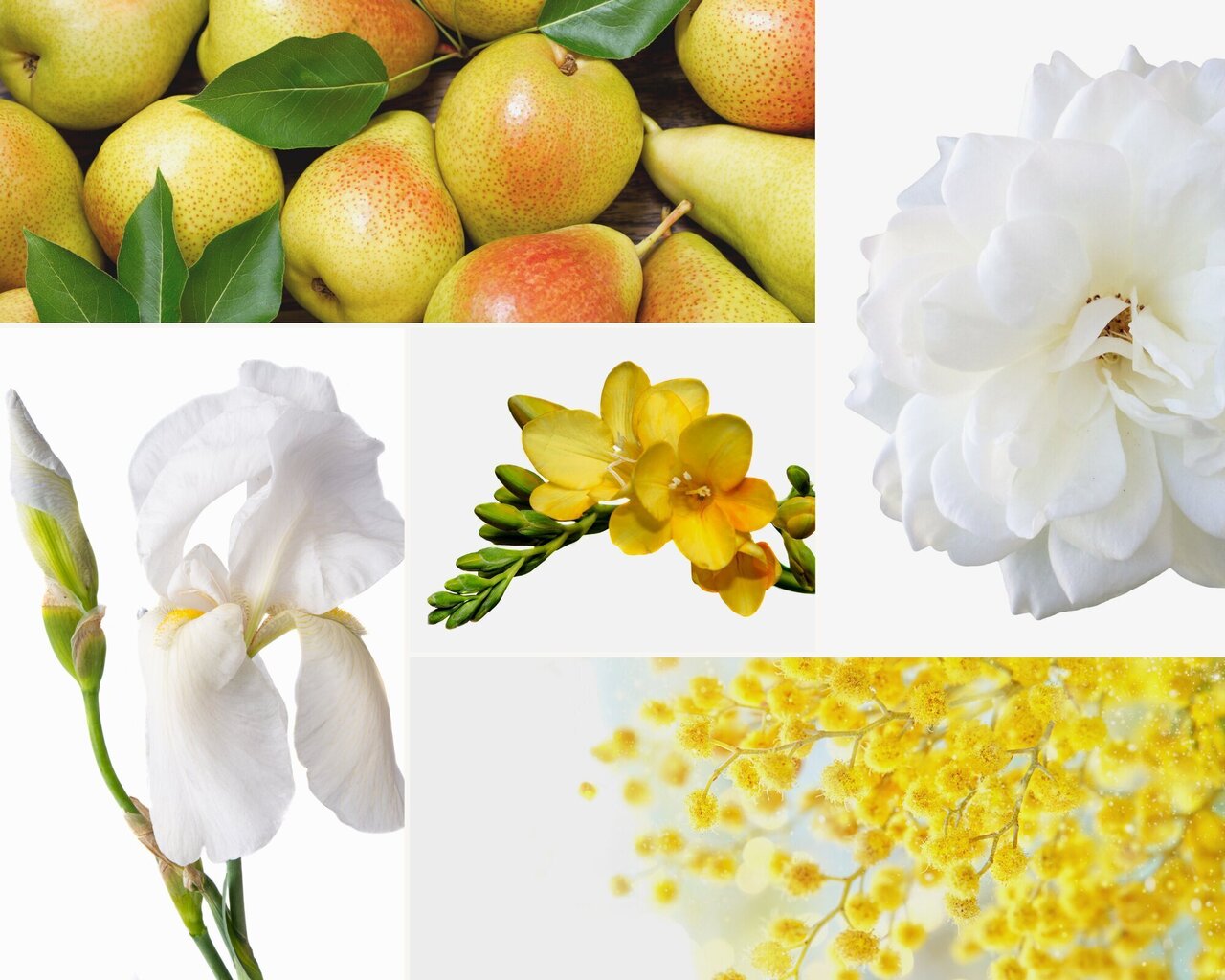 Komplekts ar 3 aromātiskajām svecēm: Lemon Verbena, Mimosa-Poire, Rose Pivoine cena un informācija | Sveces un svečturi | 220.lv