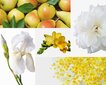 Komplekts ar 3 aromātiskajām svecēm: Lemon Verbena, Mimosa-Poire, Rose Pivoine cena un informācija | Sveces un svečturi | 220.lv