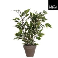 Декоративное растение Mica Decorations 4 x 11,5 cm Керамика PVC фикус цена и информация | цветочные соцветия 1 шт | 220.lv