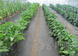 Agroplēve melna 3.20 x10 m, 60 g/m2 cena un informācija | Dārza instrumenti | 220.lv