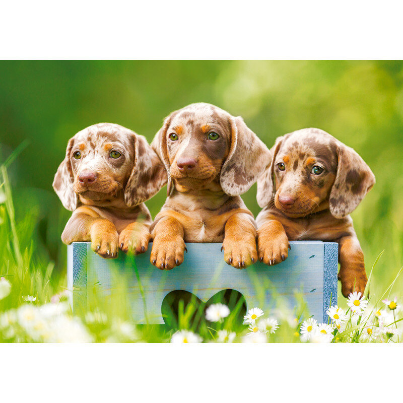 Puzzle 500 pieces Puppies adorable dachshunds cena un informācija | Puzles, 3D puzles | 220.lv
