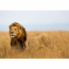 Fototapetes lauva karalis cena un informācija | Fototapetes | 220.lv
