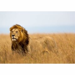 Фотообои король лев цена и информация | Фотообои | 220.lv