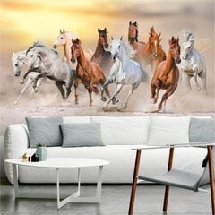 Fototapetes ar lecošiem zirgiem saulrietā цена и информация | Фотообои | 220.lv