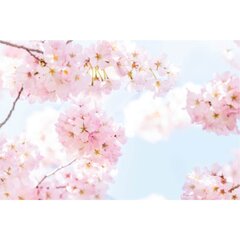 Foto tapetes - Sakuras skaistums cena un informācija | Fototapetes | 220.lv