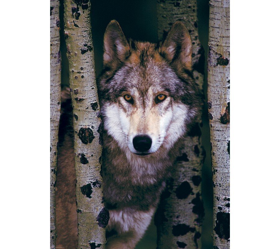 Puzle Eurographics, 6000-1244, Gray Wolf, 1000 gab. цена и информация | Puzles, 3D puzles | 220.lv