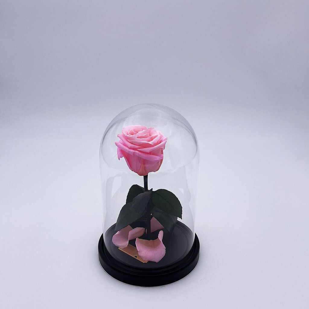 Roze stikla kolbā S, Rozā (20 cm aug. / 12,5 cm plat.) cena un informācija | Stabilizētās rozes, augi | 220.lv