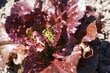 Salāti FLORINRED cena un informācija | Dārzeņu, ogu sēklas | 220.lv