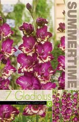 Lielziedu gladiolas Color Club, 7 gab. cena un informācija | Sīpolpuķes | 220.lv