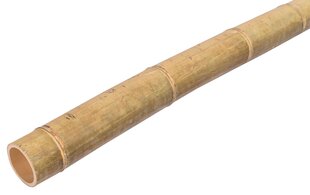 Bambusa stabs MOSO 100 cm 9-10 cm cena un informācija | Dārza dekori | 220.lv