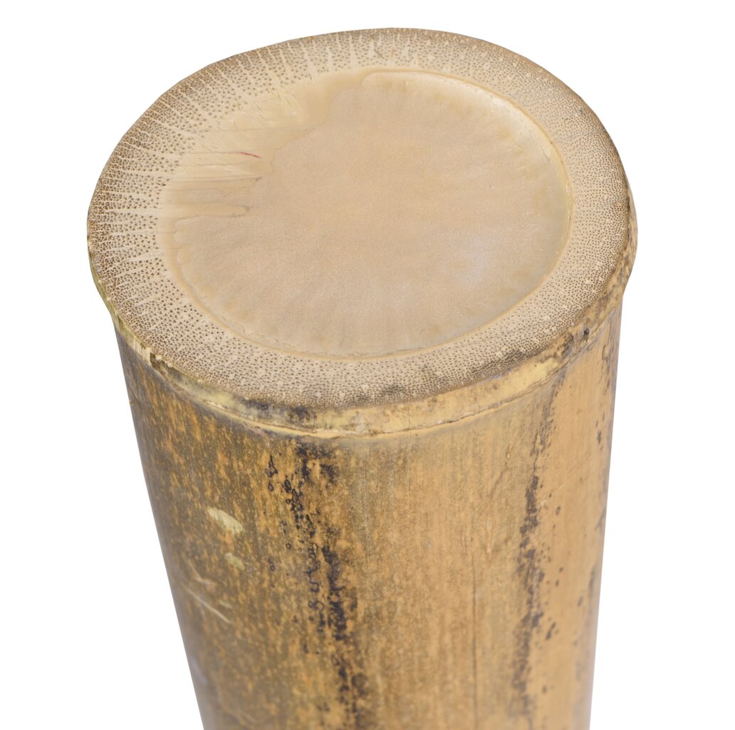 Bambusa stabs MOSO 150 cm 9-10 cm cena un informācija | Dārza dekori | 220.lv