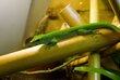 Bambusa stabs MOSO 150 cm 9-10 cm cena un informācija | Dārza dekori | 220.lv
