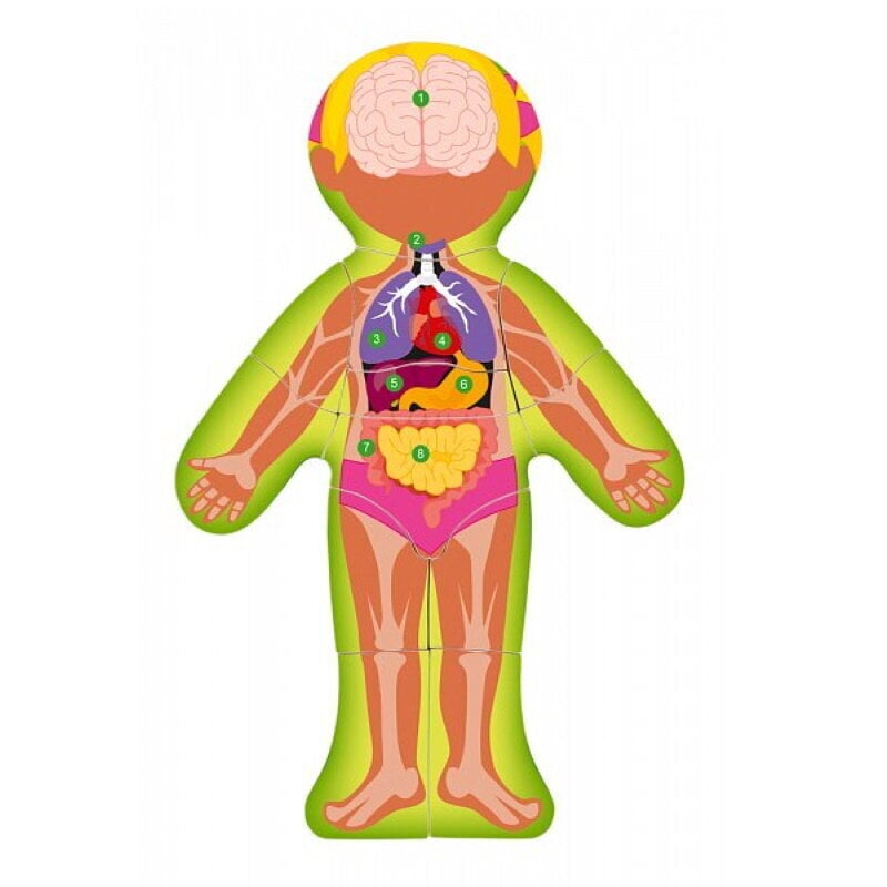 Woody 91925 Eko koka attīstošā puzle - Cilvēka ķermenis Zēns (EN versija) (12gab.) bērniem no 3 gadiem + (22.5x30x0.8см) cena un informācija | Puzles, 3D puzles | 220.lv