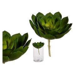 Mākslīgais augs Echeveria, 19 x 17 cm, zaļš cena un informācija | Mākslīgie ziedi | 220.lv