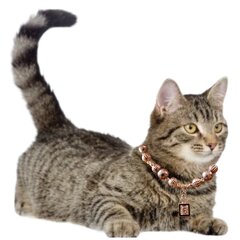 Ожерелье из бисера для кошек и собак без застежки цена и информация | Поводки и ошейники для кошек | 220.lv