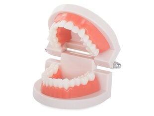 Стоматологическая модель цена и информация | Зажим для укладки прически Twister, 22,5 см | 220.lv