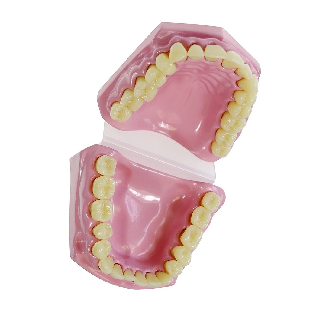 Zobu anatomiskais modelis cena un informācija | Attīstošās rotaļlietas | 220.lv
