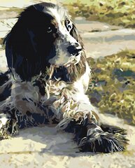 Kартины по номерам " Черно-белая собака " 40x50 G z5800 цена и информация | Живопись по номерам | 220.lv