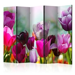 5-daļīgs aizslietnis - Beautiful Tulips II цена и информация | Мобильные стенки | 220.lv