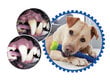 Suņa rotaļlieta/zobu birste cena un informācija | Suņu rotaļlietas | 220.lv