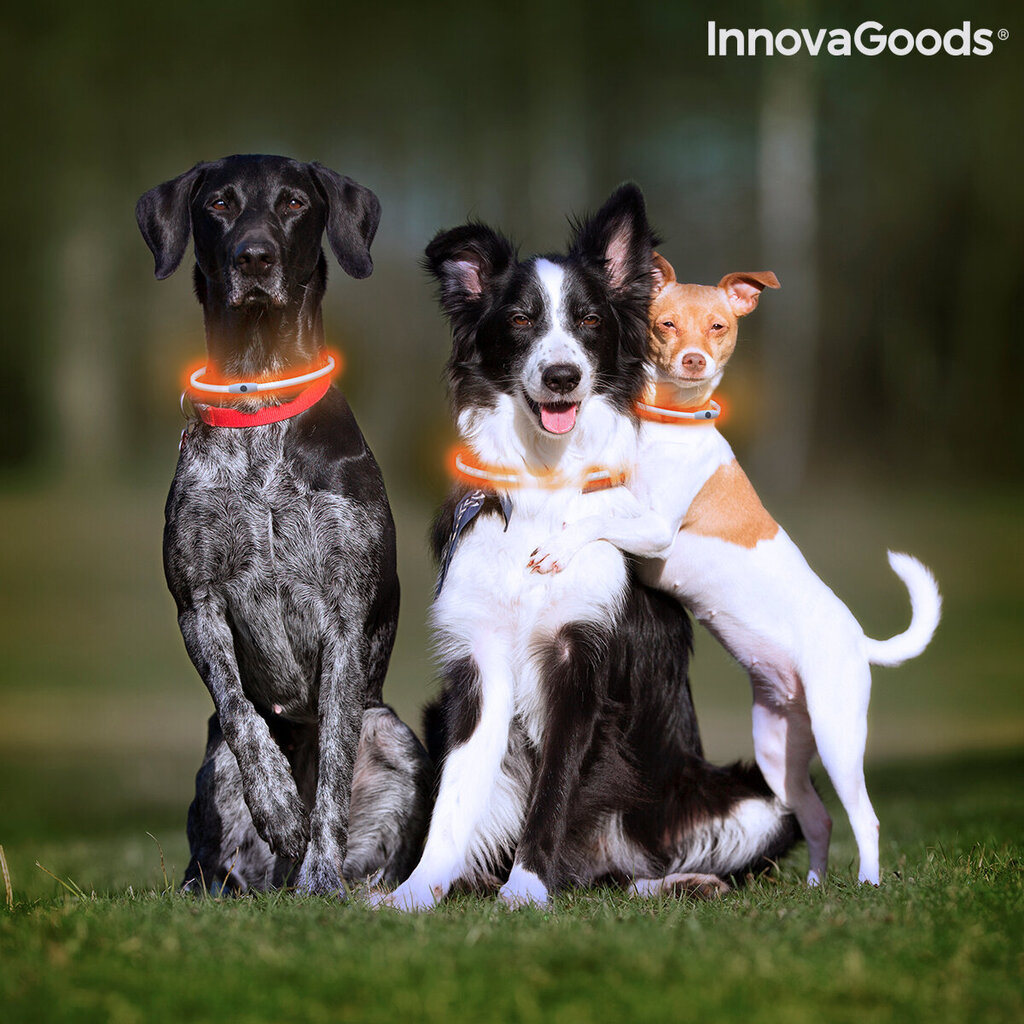 LED mājdzīvnieku kaklasiksna Petlux InnovaGoods цена и информация | Apkakles, siksnas suņiem | 220.lv
