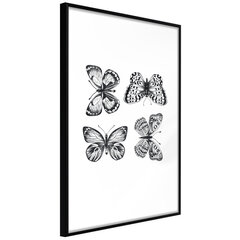 Plakāts Butterfly Collection, melns rāmis cena un informācija | Gleznas | 220.lv