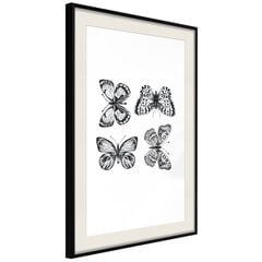 Plakāts Butterfly Collection, melns rāmis ar pasi cena un informācija | Gleznas | 220.lv