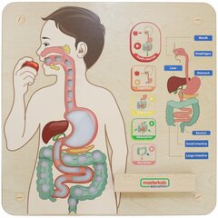 Izglītojoša tāfele gremošanas sistēma Masterkidz cena un informācija | Attīstošās rotaļlietas | 220.lv
