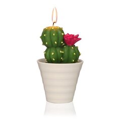 Svece Parafīna Kaktuss cena un informācija | Sveces un svečturi | 220.lv