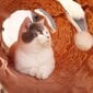 Rotaļlieta kaķiem Leoparda tunelis cena un informācija | Rotaļlietas kaķiem | 220.lv