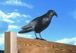 Dekoratīva vārna - putnu atbaidīšanai цена и информация | Dārza dekori | 220.lv