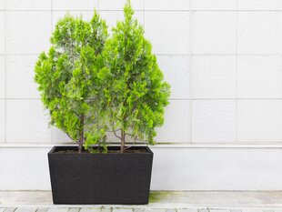 Термогоршок для растении Patio, чёрный, 76 см цена и информация | Ящики для балкона | 220.lv